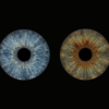 Minimalist and natural "Iris Art" composition: two pure human eye irises (dark brown and bright blue) isolated on a deep black background without any additional effects. This pure, realistic iris art online is ideal for emphasizing the natural beauty and texture of eyes. Exclusive wall decor and a meaningful online iris gift.